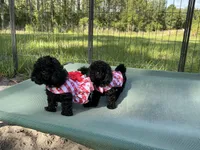 Tamara, a female Poodle - Toy  for sale in Chiefland, FL – 4 of 5