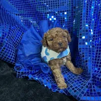 Ruby, a female Poodle - Toy  and Poodle - Miniature  for sale in Chiefland, FL – Photo 4 of 6