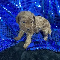 Ruby, a female Poodle - Toy  and Poodle - Miniature  for sale in Chiefland, FL – Photo 3 of 6