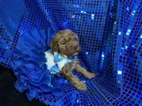 Ruby, a female Poodle - Toy  and Poodle - Miniature  for sale in Chiefland, FL – Photo 6 of 6