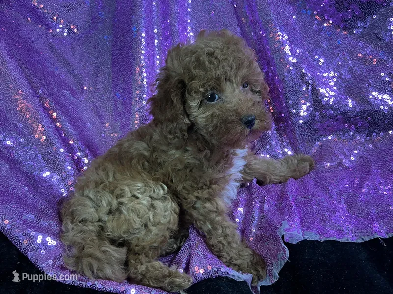 Ruby – Poodle - Toy , Poodle - Miniature  puppy for sale in Chiefland, FL