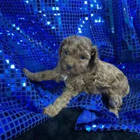 Ruby, a female Poodle - Toy  and Poodle - Miniature  for sale in Chiefland, FL – Photo 2 of 6