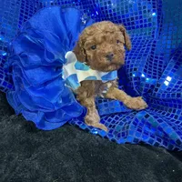 Ruby, a female Poodle - Toy  and Poodle - Miniature  for sale in Chiefland, FL – Photo 1 of 6