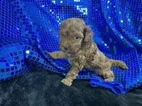 Ruby, a female Poodle - Toy  and Poodle - Miniature  for sale in Chiefland, FL – Photo 5 of 6