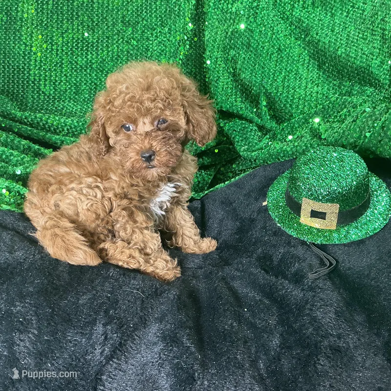 Ruby – Poodle - Toy , Poodle - Miniature  puppy for sale in Chiefland, FL