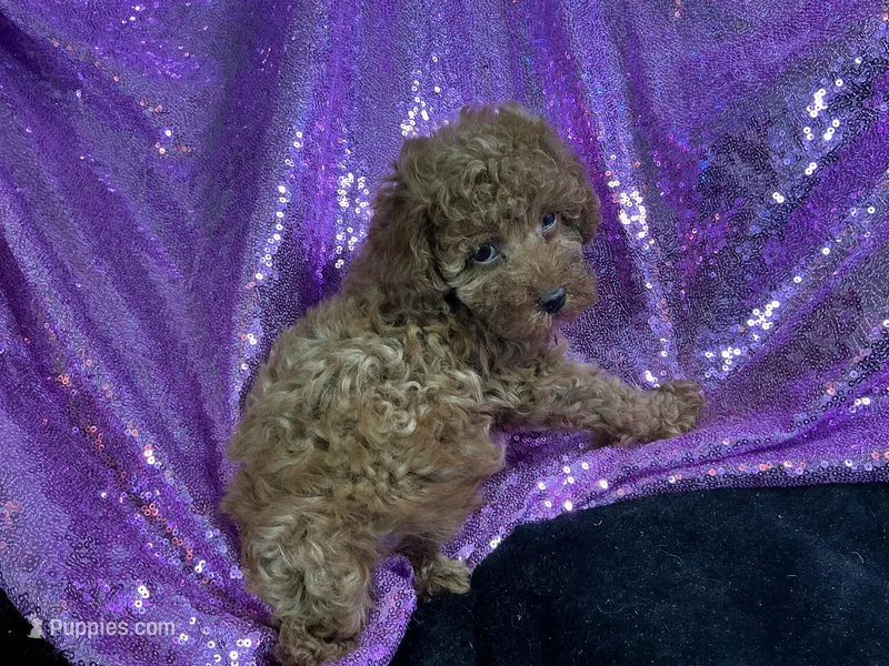 Ruby – Poodle - Toy , Poodle - Miniature  puppy for sale in Chiefland, FL