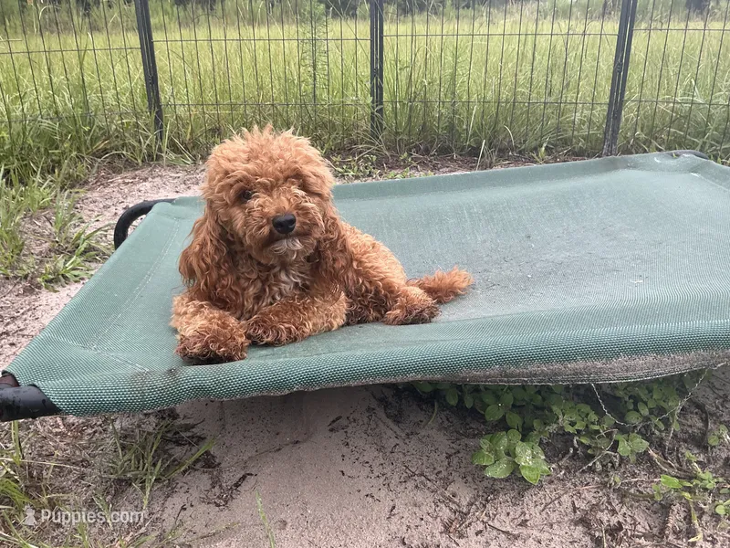 Neutered Ragu – Poodle - Miniature  puppy for sale in Chiefland, FL
