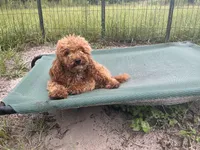 Neutered Ragu, a male Poodle - Miniature  for sale in Chiefland, FL – 3 of 4