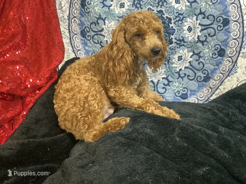 Ragu – Poodle - Miniature  puppy for sale in Chiefland, FL