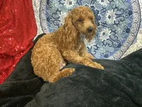 Ragu, a male Poodle - Miniature  for sale in Chiefland, FL – 1 of 3