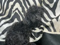 Tamara-teacup, a female Poodle - Toy  for sale in Chiefland, FL – 5 of 7