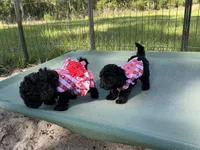 Tim, a male Poodle - Toy  for sale in Chiefland, FL – 5 of 7