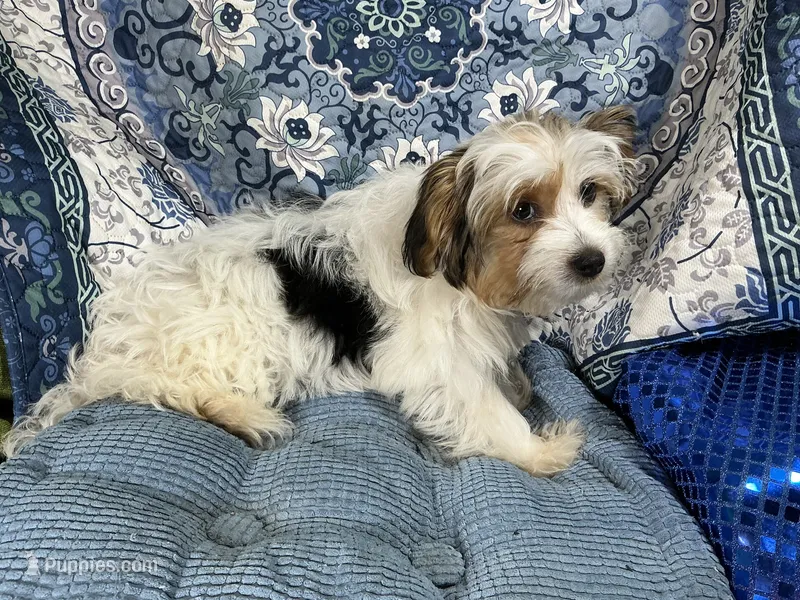 Panda – Yorkshire Terrier puppy for sale in Chiefland, FL