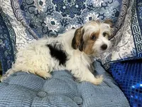 Panda, a female Yorkshire Terrier for sale in Chiefland, FL – 3 of 5
