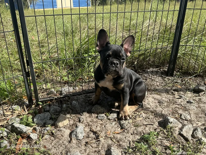 AKC 🌺 Godiva 🌺 – French Bulldog puppy for sale in Chiefland, FL