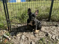 AKC 🌺 Godiva 🌺, a female French Bulldog for sale in Chiefland, FL – 1 of 6