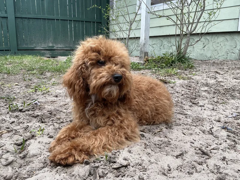 Ragu – Poodle - Miniature  puppy for sale in Chiefland, FL