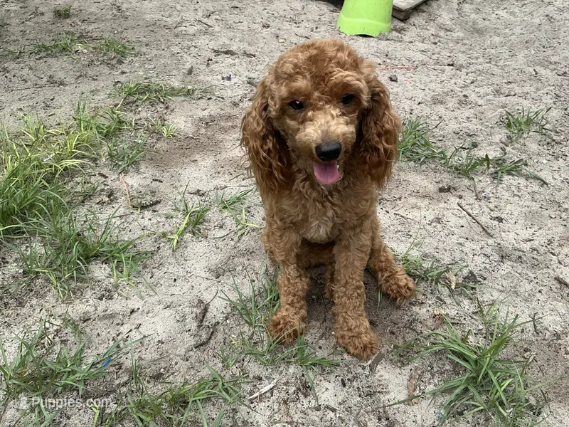 Ragu – Poodle - Miniature  puppy for sale in Chiefland, FL