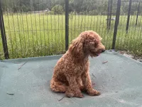Ragu, a male Poodle - Miniature  for sale in Chiefland, FL – 3 of 4