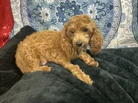 Ragu, a male Poodle - Miniature  for sale in Chiefland, FL – 3 of 3