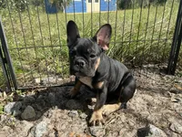 AKC 🌺 Godiva 🌺, a female French Bulldog for sale in Chiefland, FL – 3 of 6