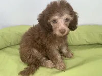 Taffee 🌺Reduced 🌺, a male Yorkipoo and Poodle - Miniature  for sale in Chiefland, FL – 4 of 6