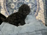 Tim, a male Poodle - Toy  for sale in Chiefland, FL – 3 of 7