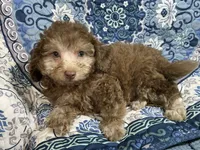 Taffee, a male Yorkipoo and Poodle - Miniature  for sale in Chiefland, FL – 2 of 2