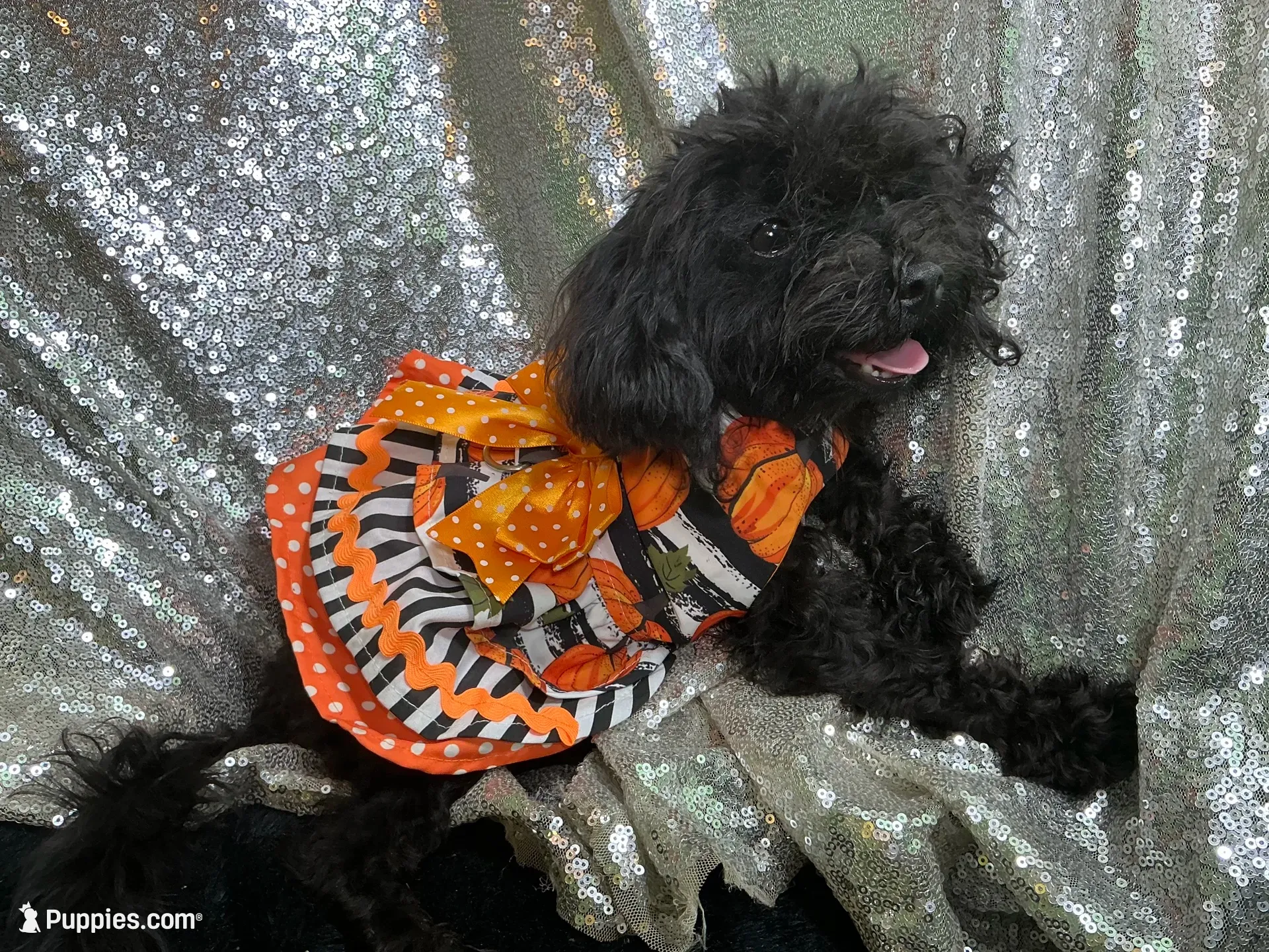 Tamara-teacup, a female Poodle - Toy  for sale in Chiefland, FL – 2 of 7