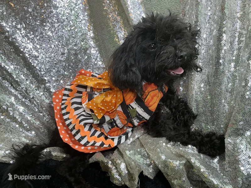 Tamara – Poodle - Toy  puppy for sale in Chiefland, FL