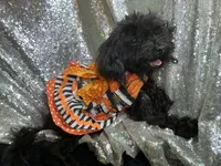 Tamara, a female Poodle - Toy  for sale in Chiefland, FL – 2 of 2