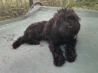 Tamara-teacup, a female Poodle - Toy  for sale in Chiefland, FL – 4 of 7