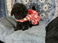 Tamara, a female Poodle - Toy  for sale in Chiefland, FL – 9 of 9