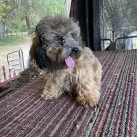 Teddy Bear, a male Poodle - Miniature  for sale in Chiefland, FL – Photo 2 of 3