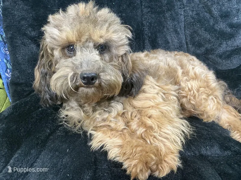 Teddy – Poodle - Miniature  puppy for sale in Chiefland, FL