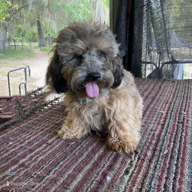 Teddy Bear – Poodle - Miniature  puppy for sale in Chiefland, FL