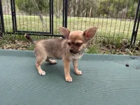 Benita, a female Chihuahua for sale in Chiefland, FL – Photo 4 of 5