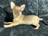 Benita, a female Chihuahua for sale in Chiefland, FL – Photo 2 of 5
