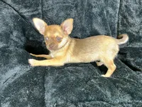 Benita, a female Chihuahua for sale in Chiefland, FL – Photo 3 of 5