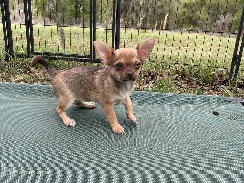Benita – Chihuahua puppy for sale in Chiefland, FL