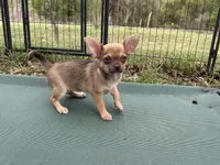 Benita, a female Chihuahua for sale in Chiefland, FL – Photo 1 of 5