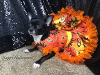 Benita, a female Chihuahua for sale in Chiefland, FL – Photo 5 of 5