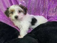 Pamper, a female Yorkshire Terrier for sale in Chiefland, FL – Photo 7 of 9