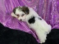 Pamper, a female Yorkshire Terrier for sale in Chiefland, FL – Photo 6 of 9