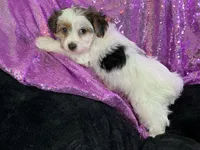 Pamper, a female Yorkshire Terrier for sale in Chiefland, FL – Photo 3 of 9