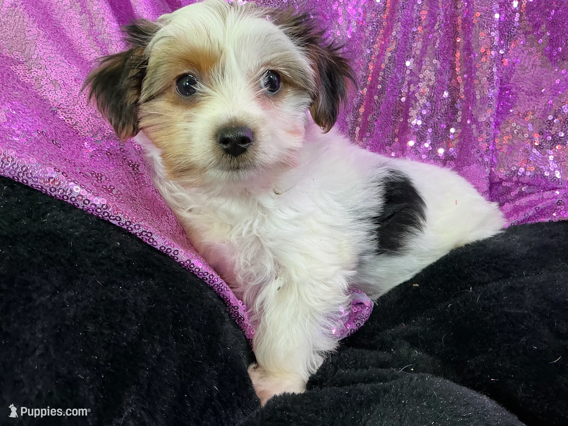 Pamper, a female Yorkshire Terrier for sale in Chiefland, FL – Photo 2 of 9