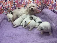 Pamper, a female Yorkshire Terrier for sale in Chiefland, FL – Photo 5 of 9