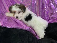 Pamper, a female Yorkshire Terrier for sale in Chiefland, FL – Photo 8 of 9