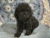 Tim, a male Poodle - Toy  for sale in Chiefland, FL – 2 of 7