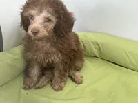 Taffee 🌺Reduced 🌺, a male Yorkipoo and Poodle - Miniature  for sale in Chiefland, FL – 6 of 6